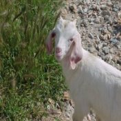 Friendly Goat · Leros 2002 archive photograph 6